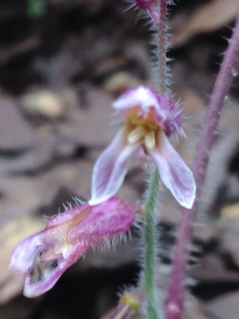 Streptanthus 4