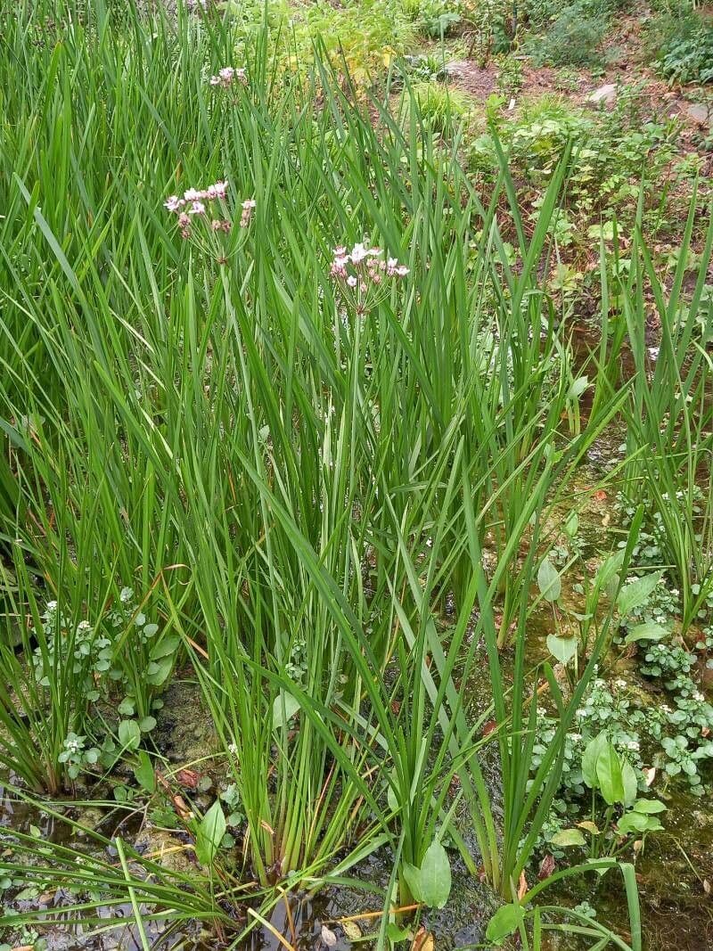 Butomo 15