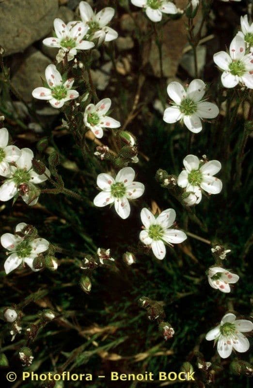 Minuartia recurva 21