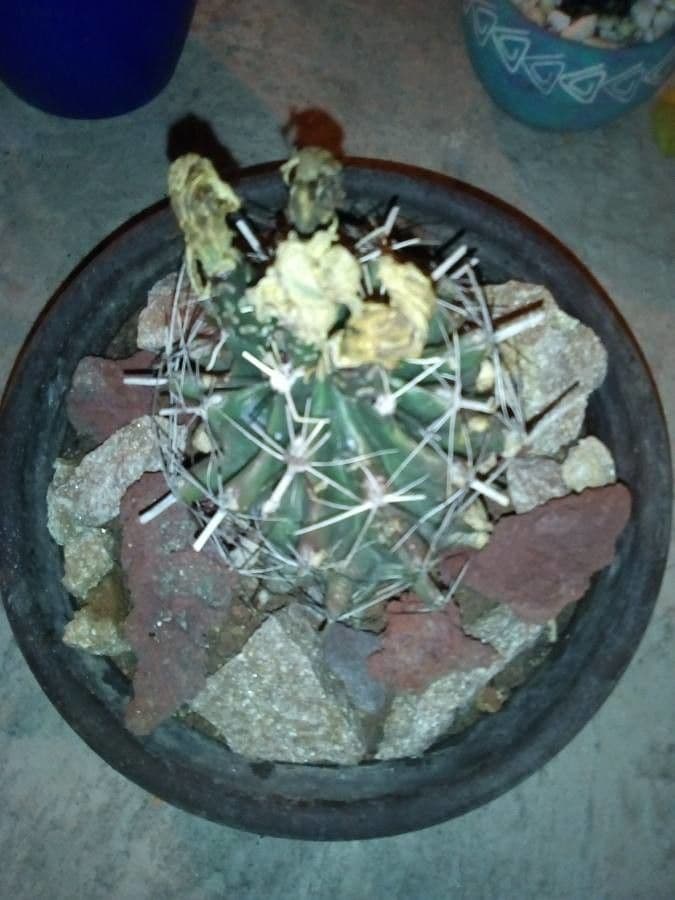 Ferocactus histrix 4
