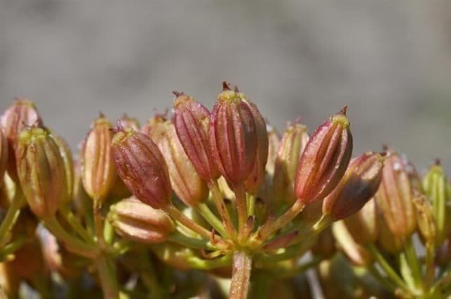Ligusticum scoticum 4