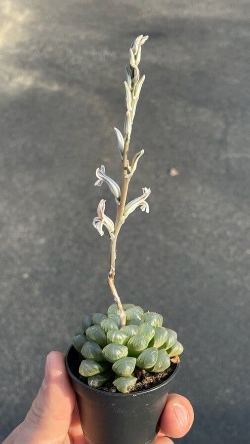 Hawortia Coopera 5