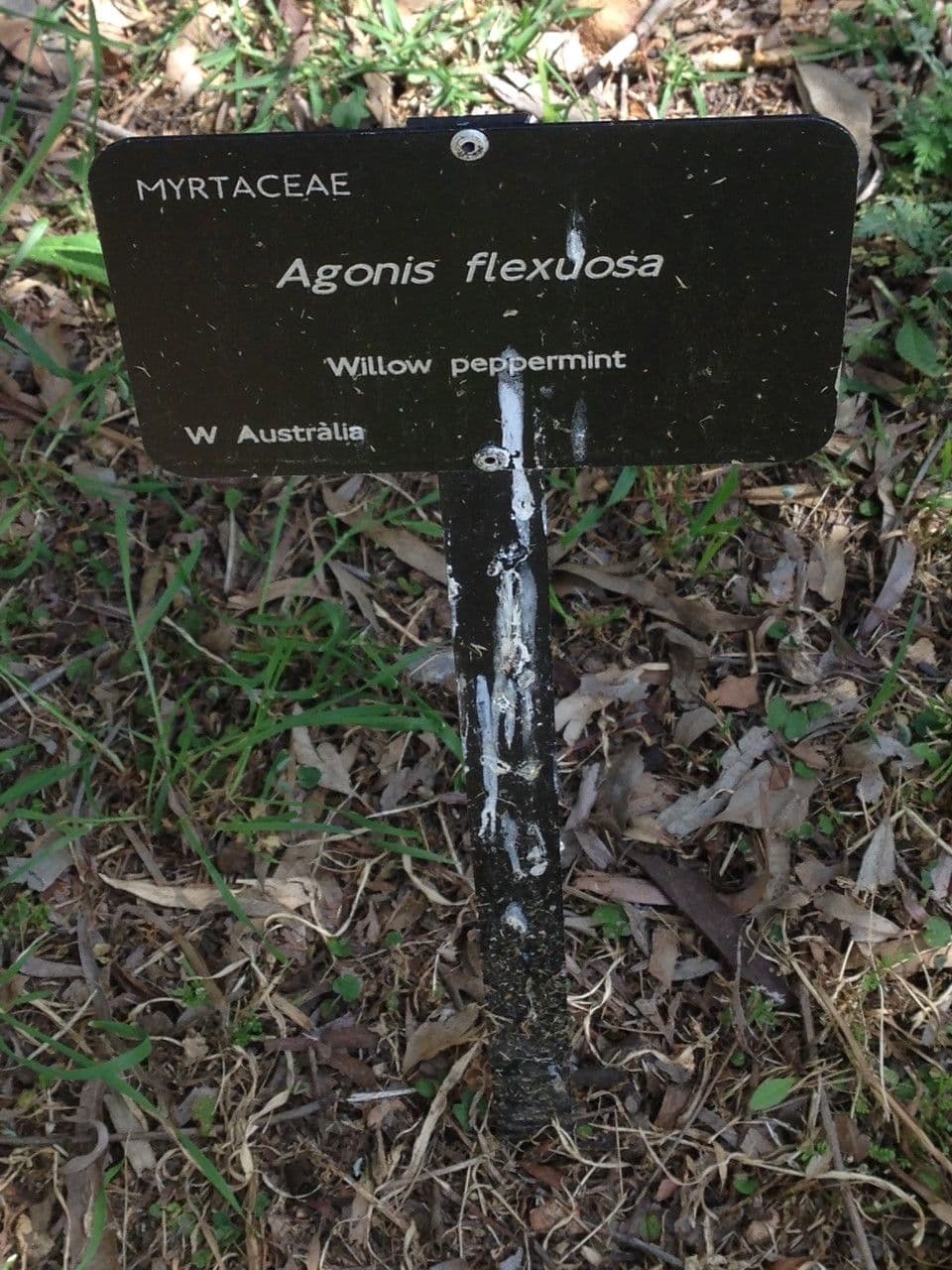 Agonis 7