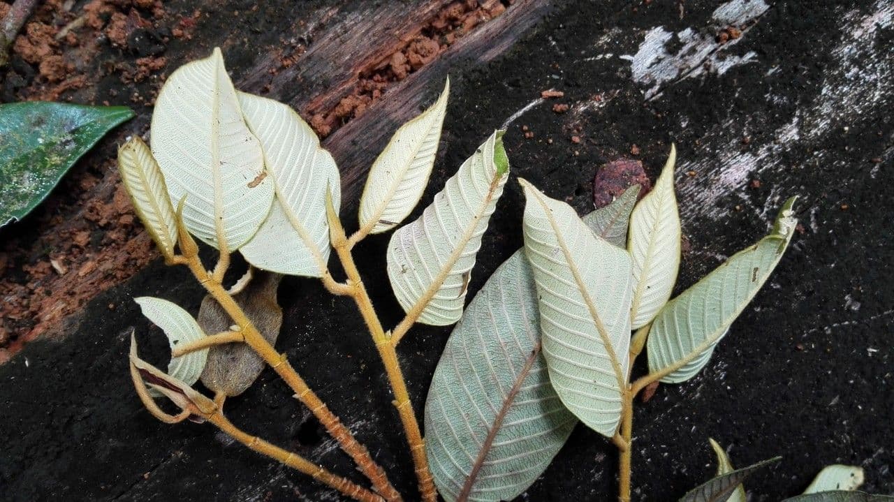 Parinari excelsa 12