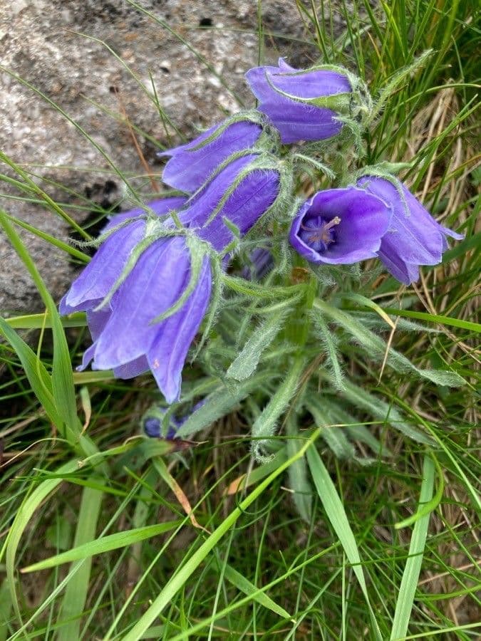 Campanula barbata 18