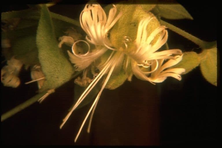 Silene campanulata