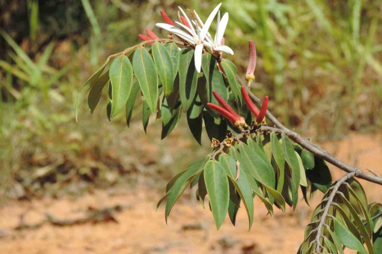 Monkey pepper 6