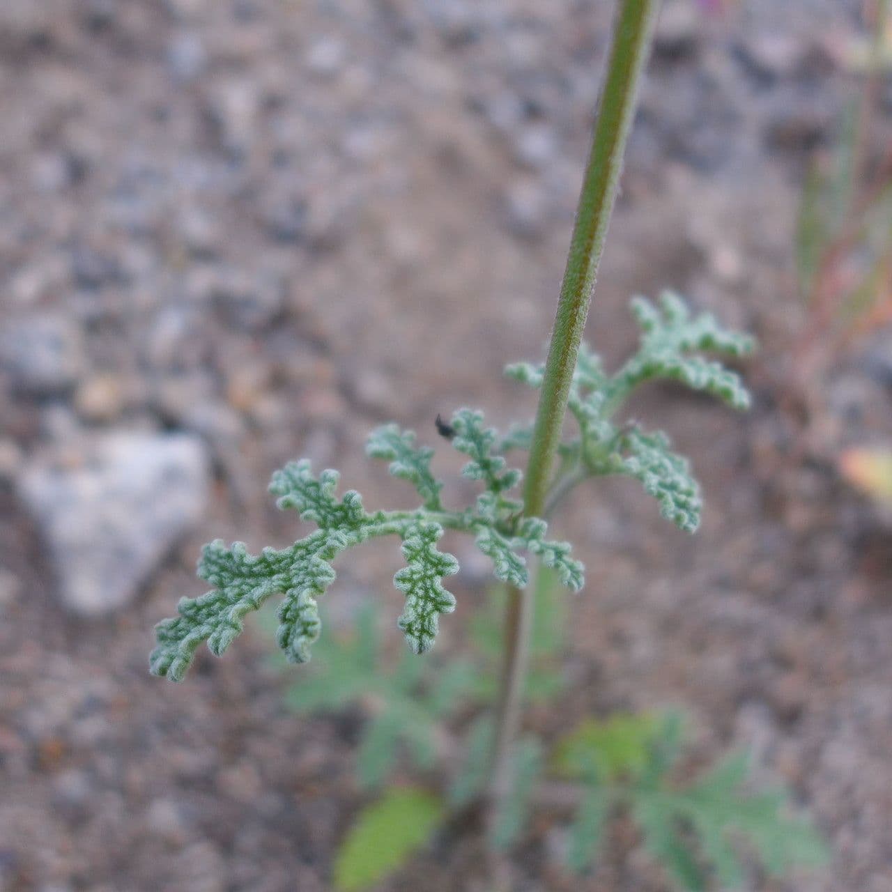 Salvia columbariae 20