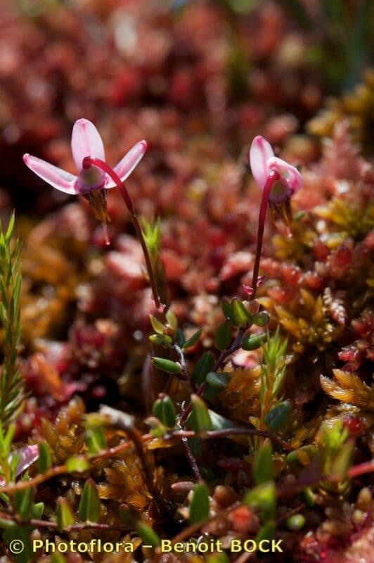 Vaccinium microcarpum 11