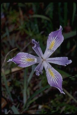 Iris 2