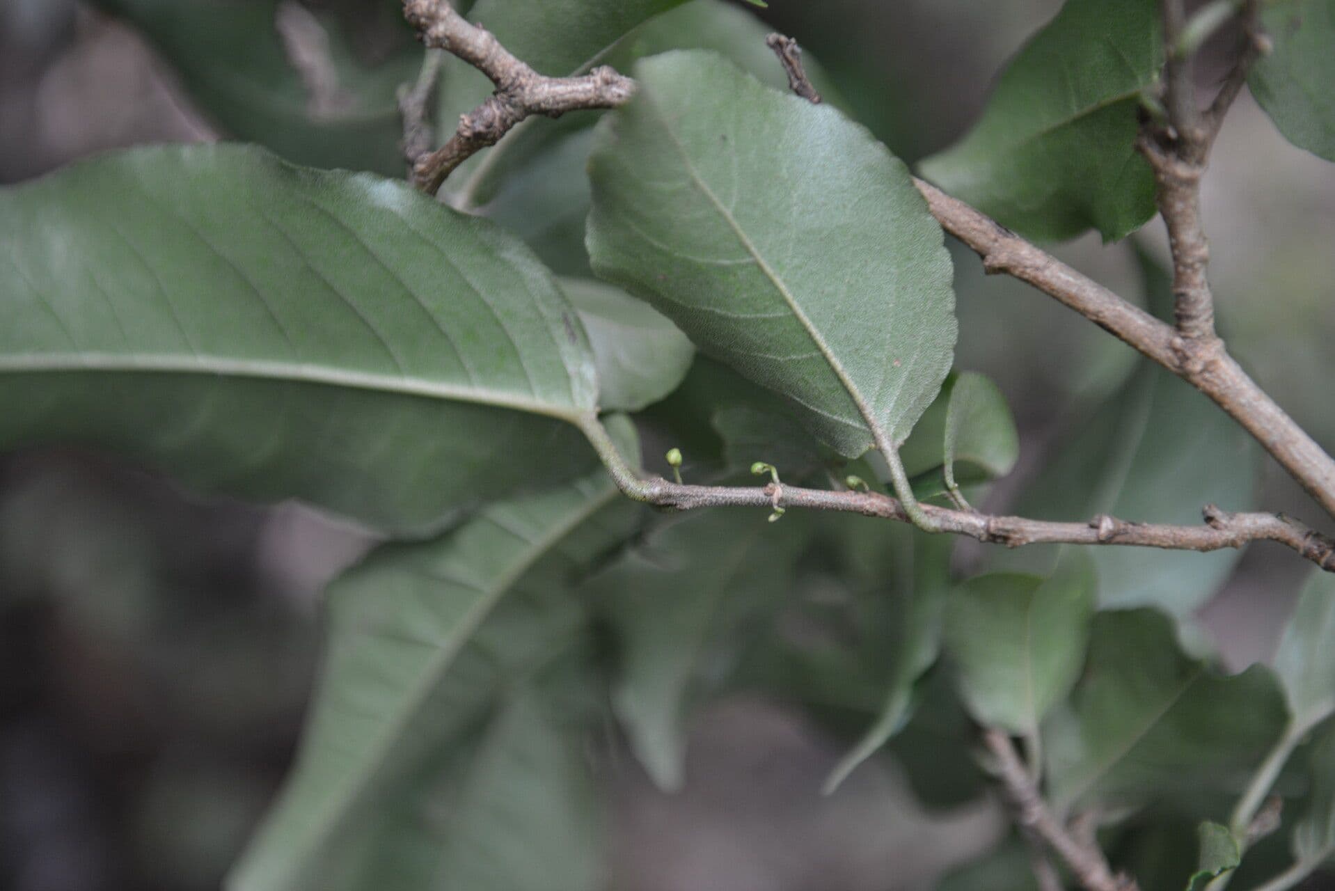 Croton 7