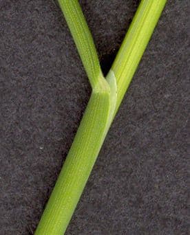 Andelgras 24