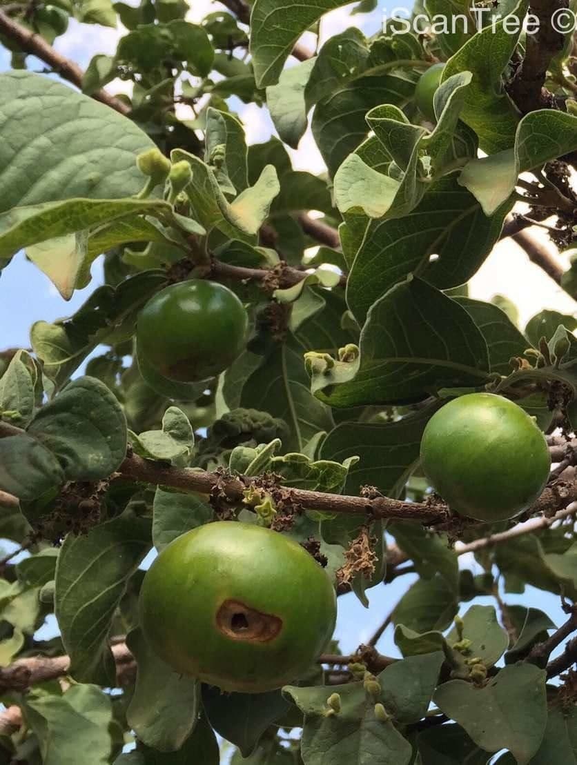 Vangueria 2