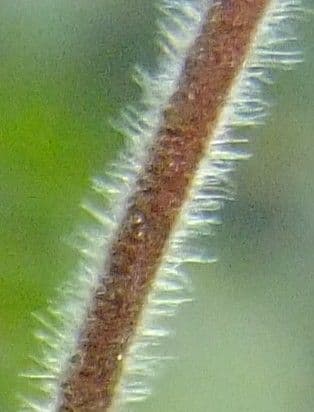 Wald-Geißblatt 23