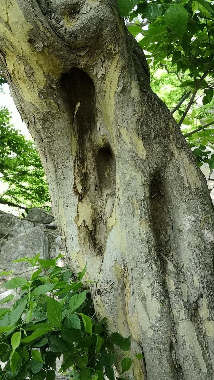 Pteroceltis 19