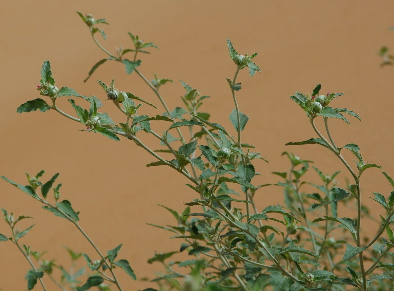 Chrozophora 23