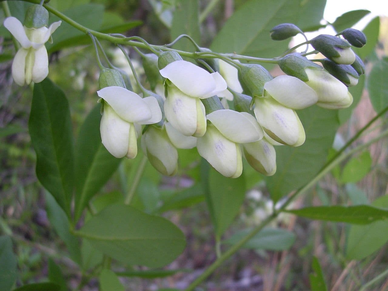 Baptisia 2