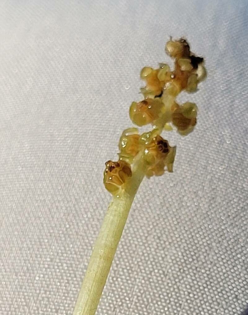 Brasca perfoliata 3