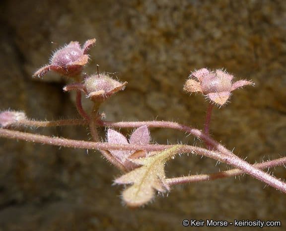 Eucrypta