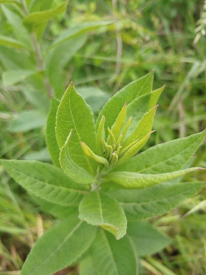 Vernonia di Baldwin 22