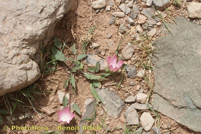Malope malacoides 11