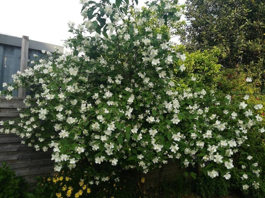 Pachysandra plstnatá 11