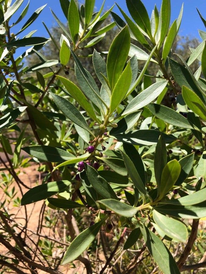 Myoporum laetum 4