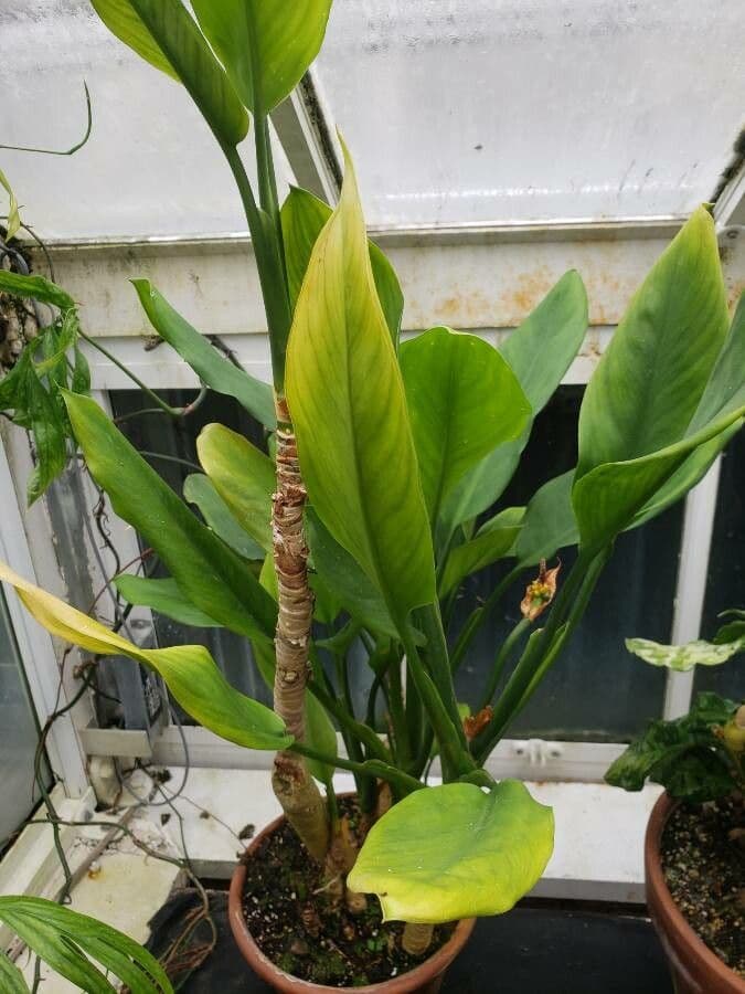 Aglaonema 6