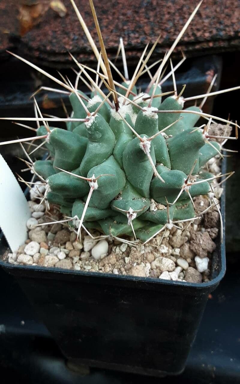 Thelocactus 8