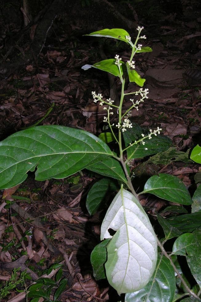 Nectandra 2