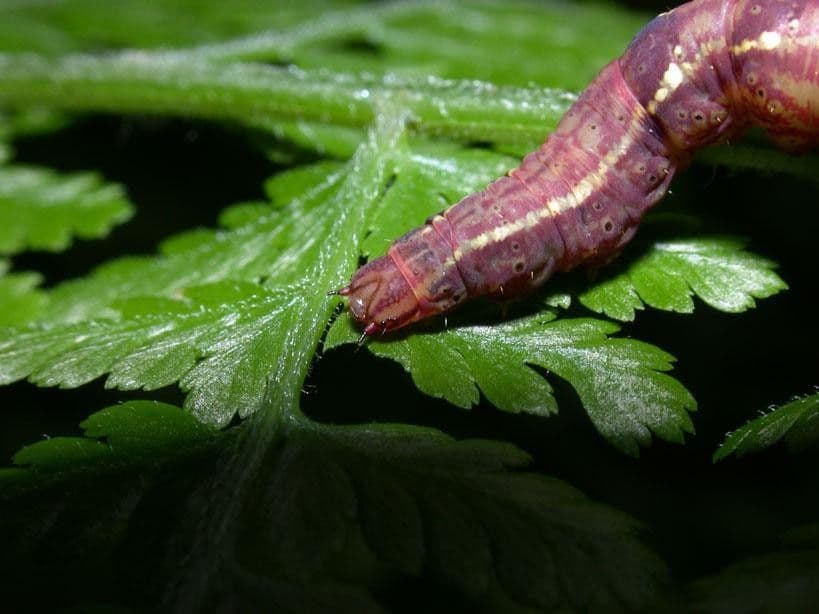 Hypolepis 12