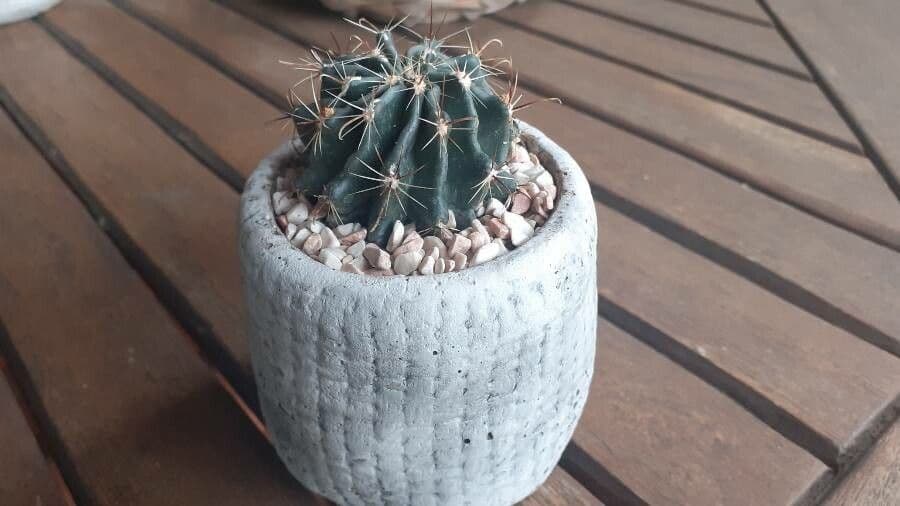 Cactus barile uncinato 20