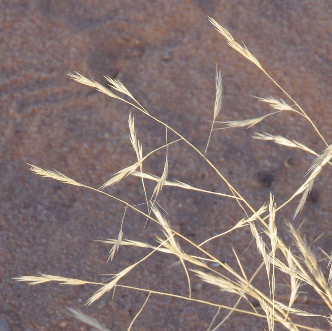Aristida mutable