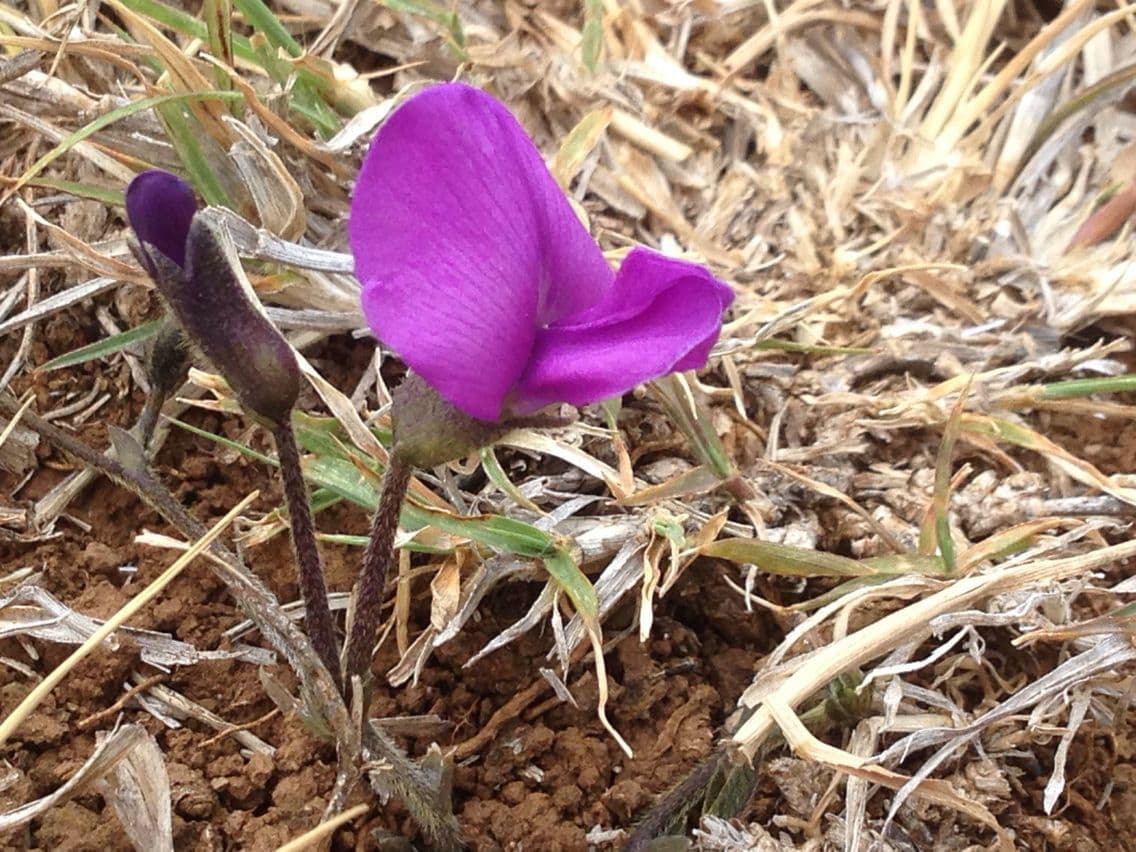 Cologania obovata