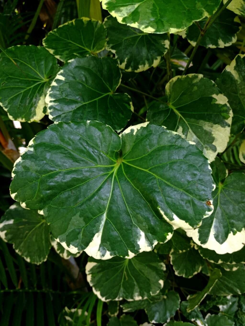 Polyscias balfouriana 4
