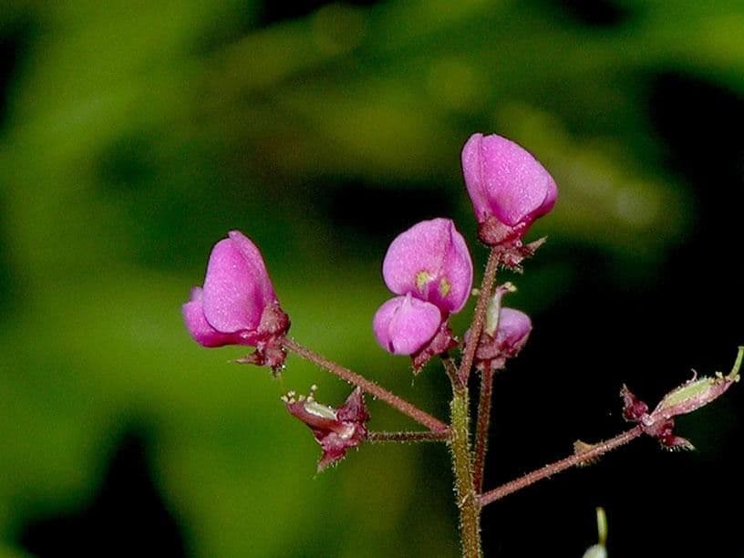 Desmodium 3
