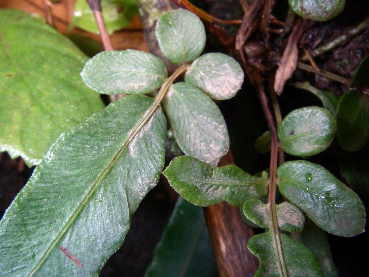 Blechnum gracile 7