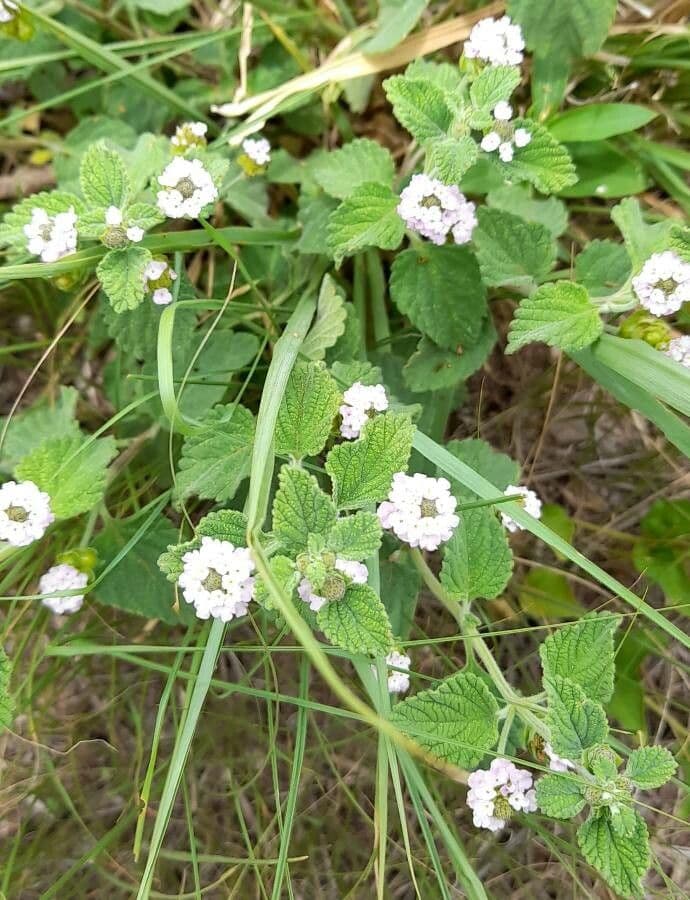 Lippia 2