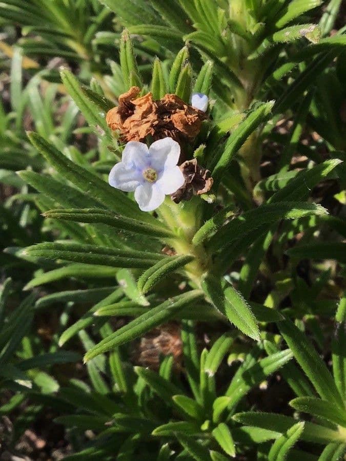 Lithodora