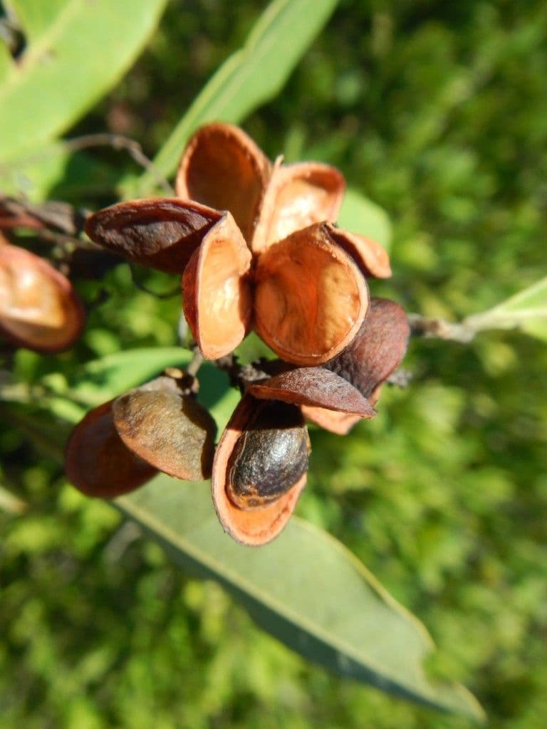 Guioa