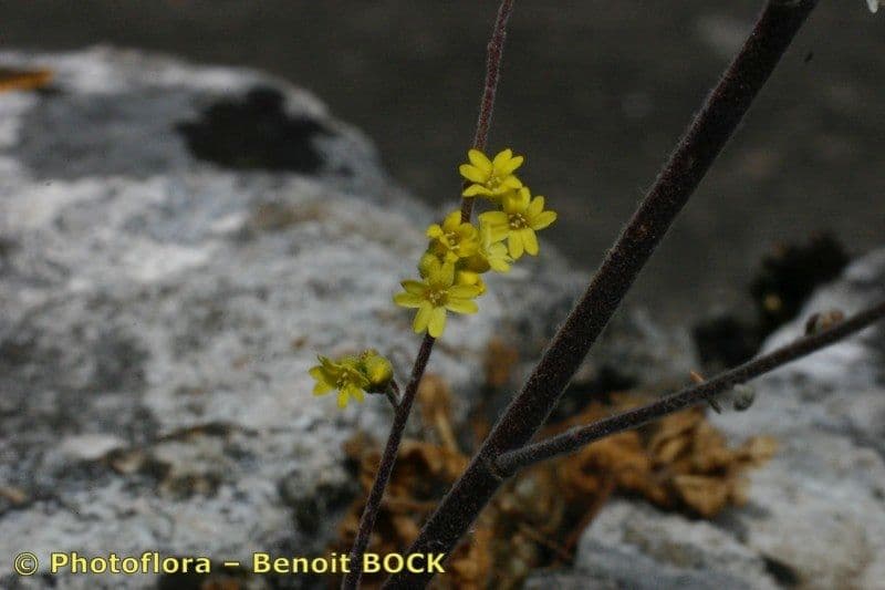 Aurinia petraea 12
