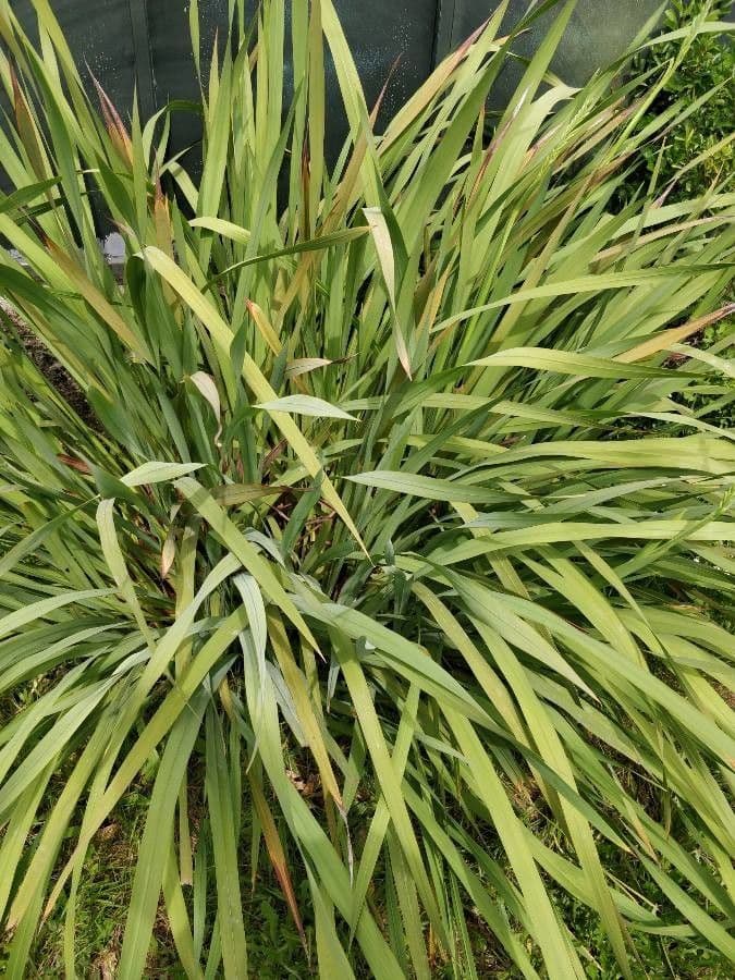 Watsonia 13