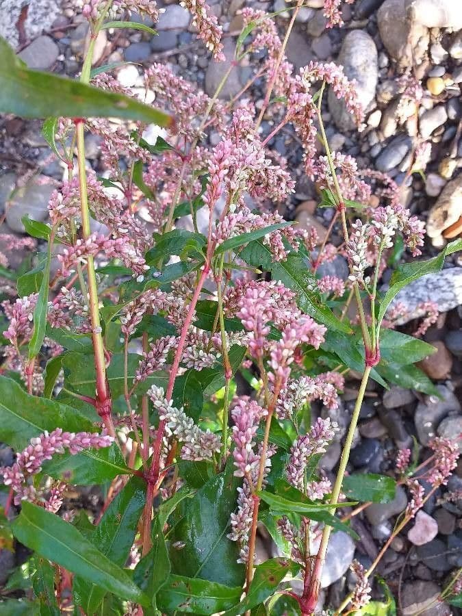 Poligono persicaria 9