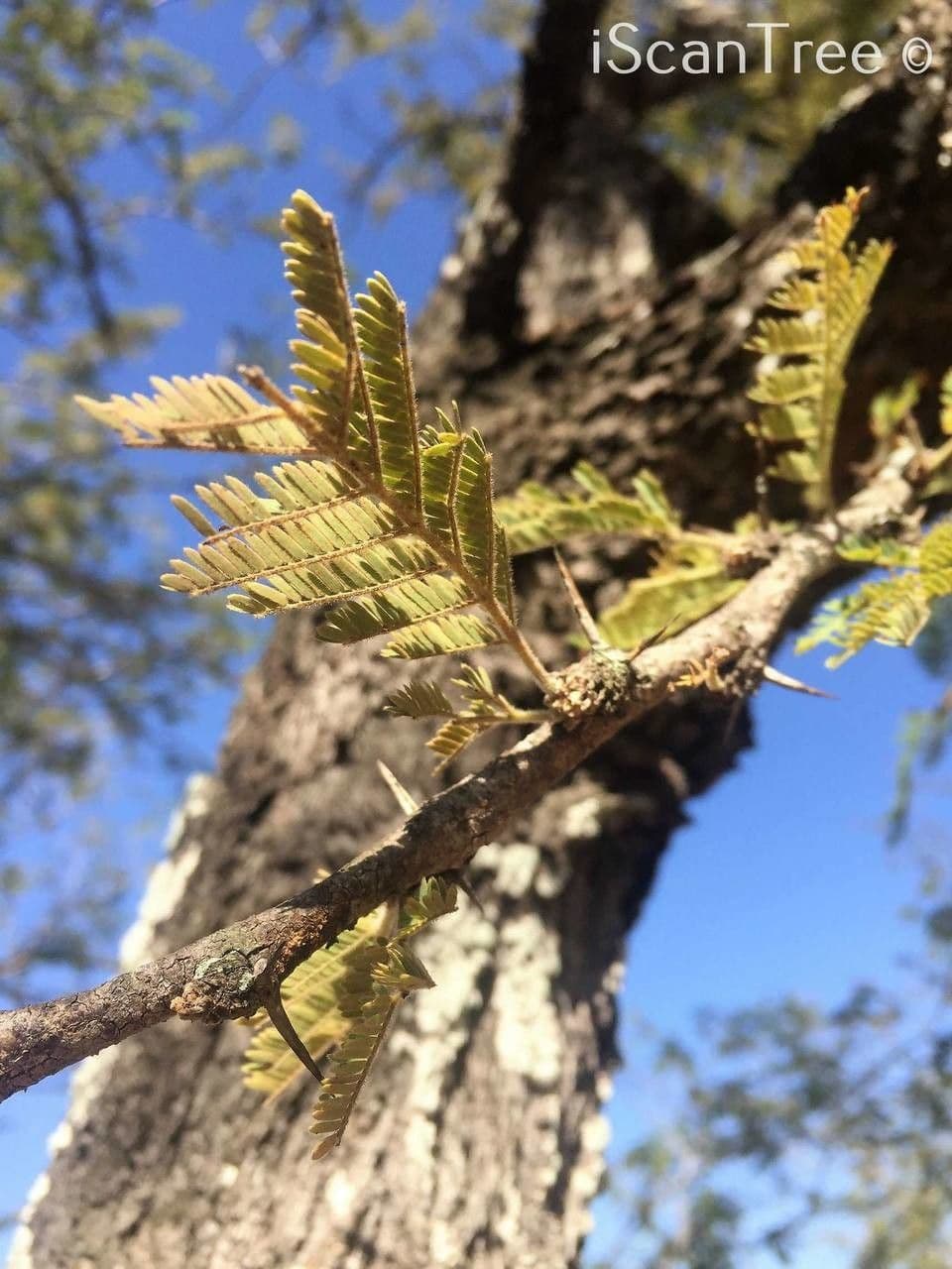 Vachellia gerrardii 9