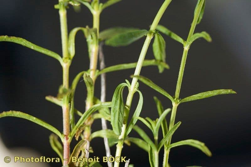 Sideritis 7