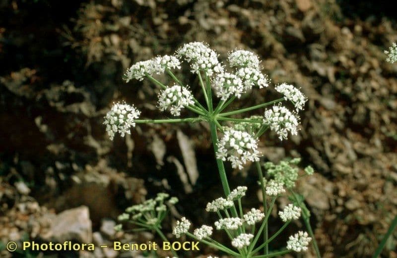 Thapsia Nestlerova 12