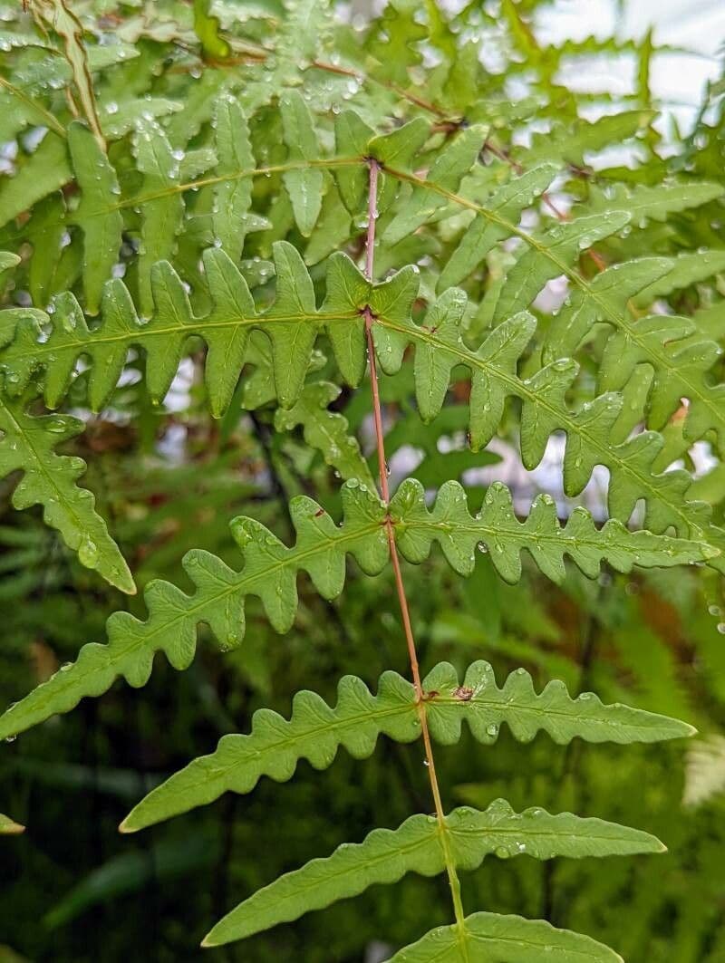 Fledermausfarn 4