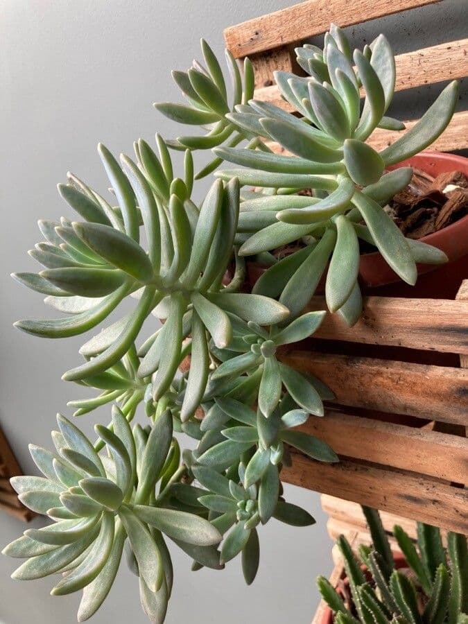 Dudleya di Greene 10