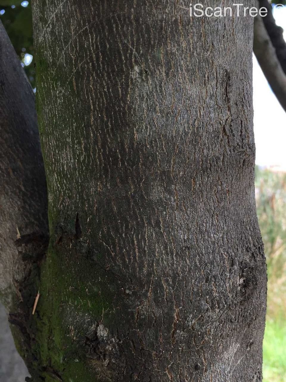 Arbuste forestier 12