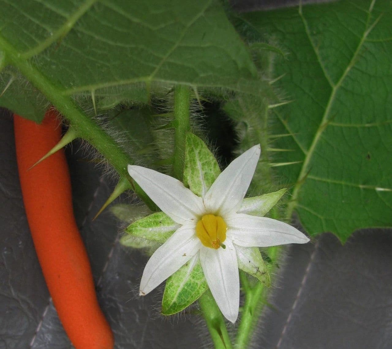 Solanum capsicoides 10
